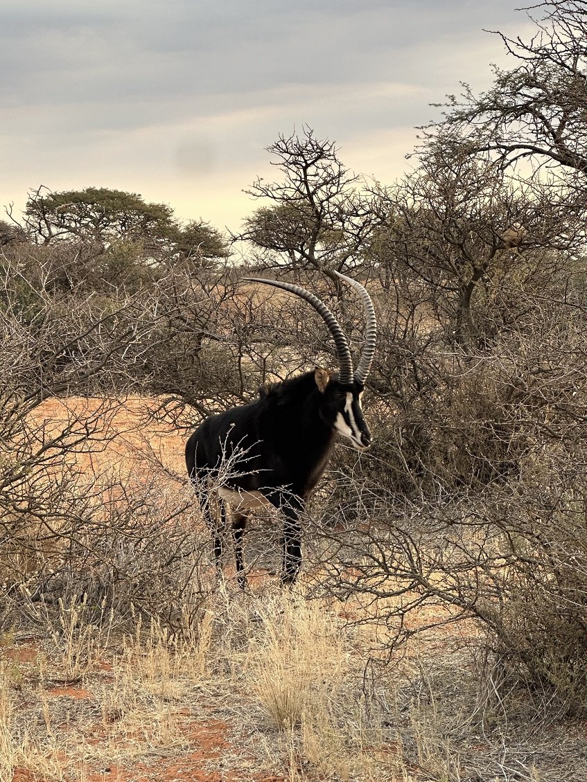 ϷҰر - Tswalu Kalahari Reserve