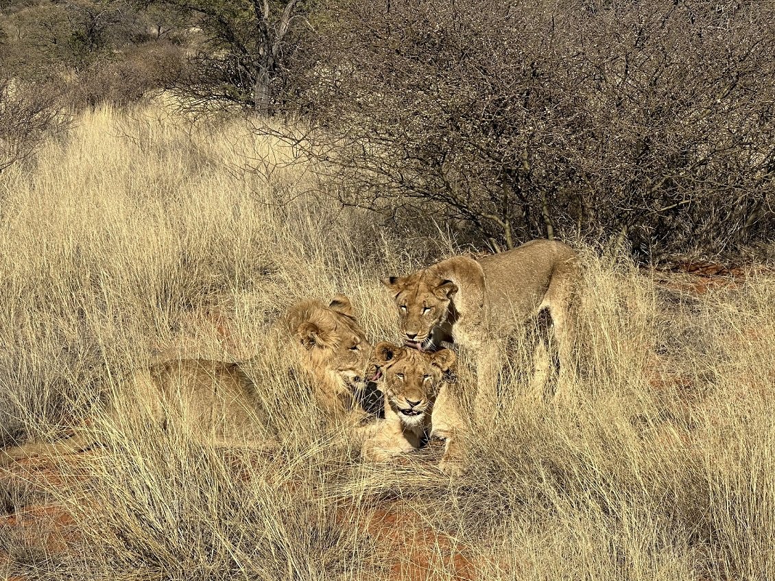 ϷҰر - Tswalu Kalahari Reserve