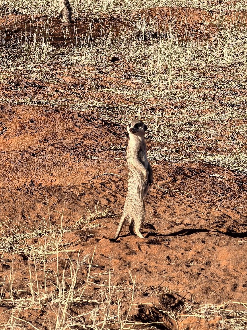 ϷҰر - Tswalu Kalahari Reserve
