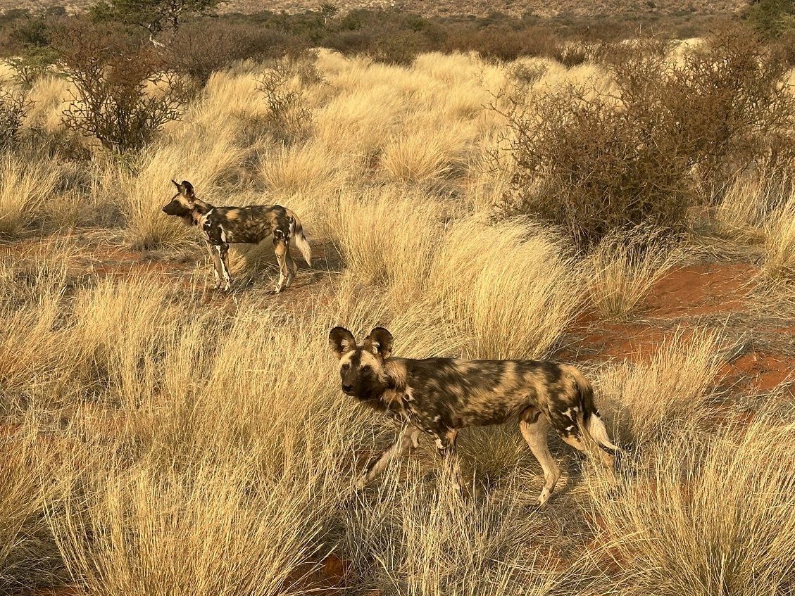 ϷҰر - Tswalu Kalahari Reserve