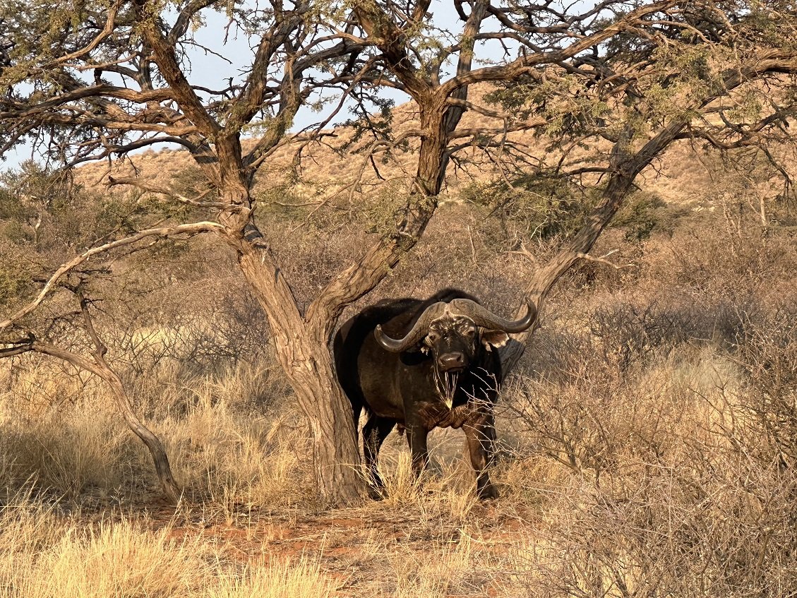 ϷҰر - Tswalu Kalahari Reserve