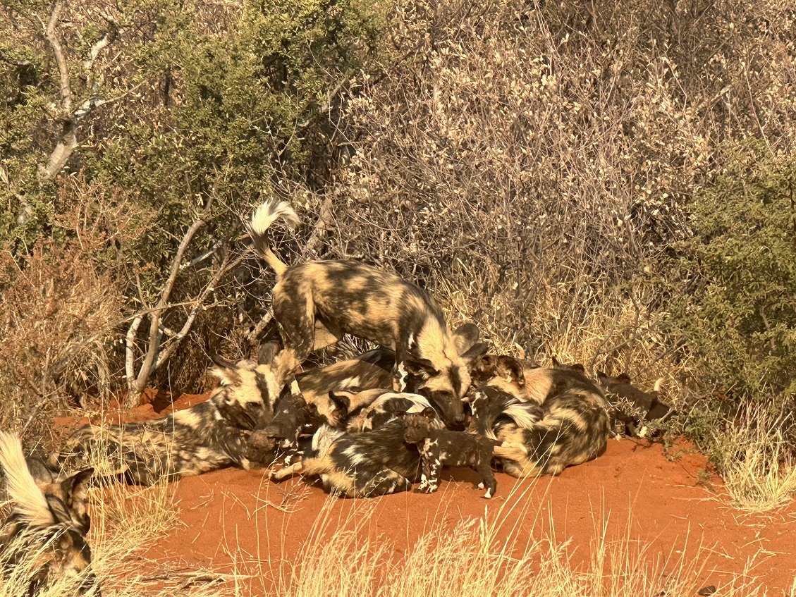 ϷҰر - Tswalu Kalahari Reserve