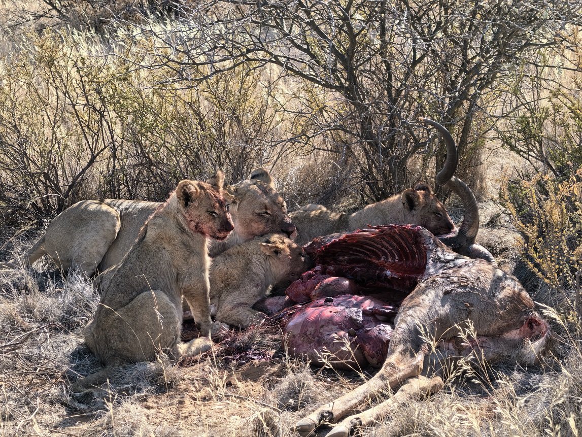 ϷҰر - Tswalu Kalahari Reserve