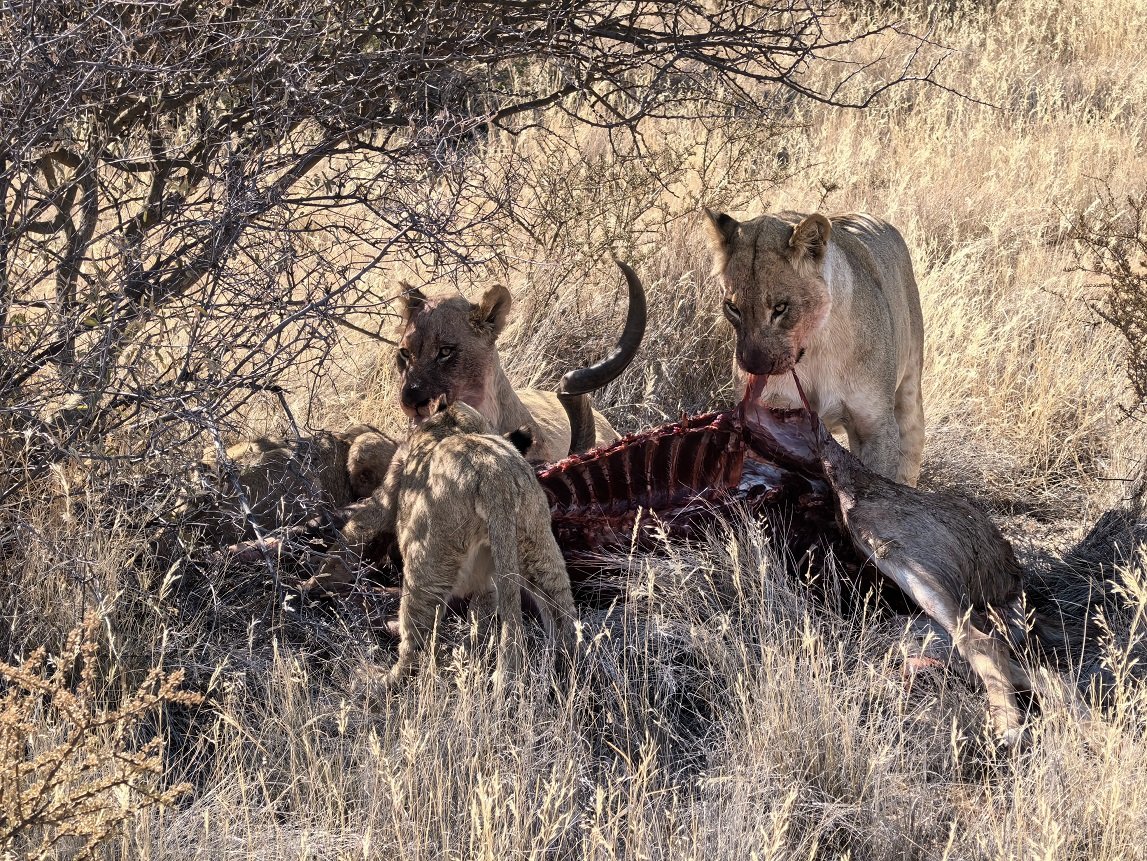 ϷҰر - Tswalu Kalahari Reserve