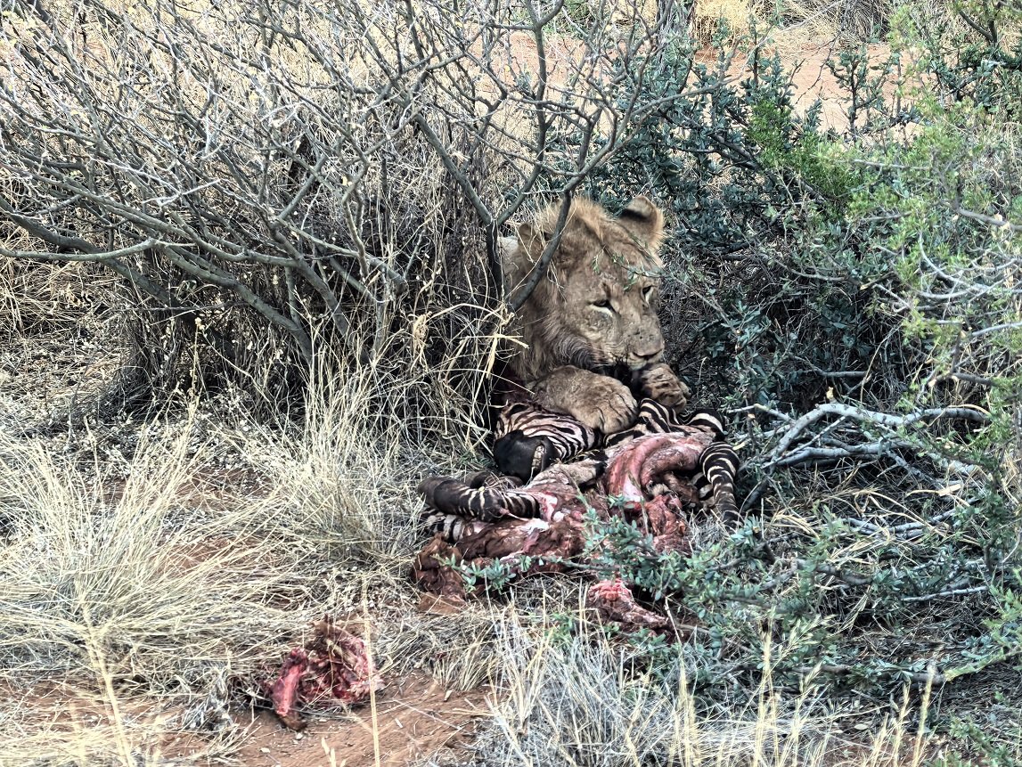 ϷҰر - Tswalu Kalahari Reserve