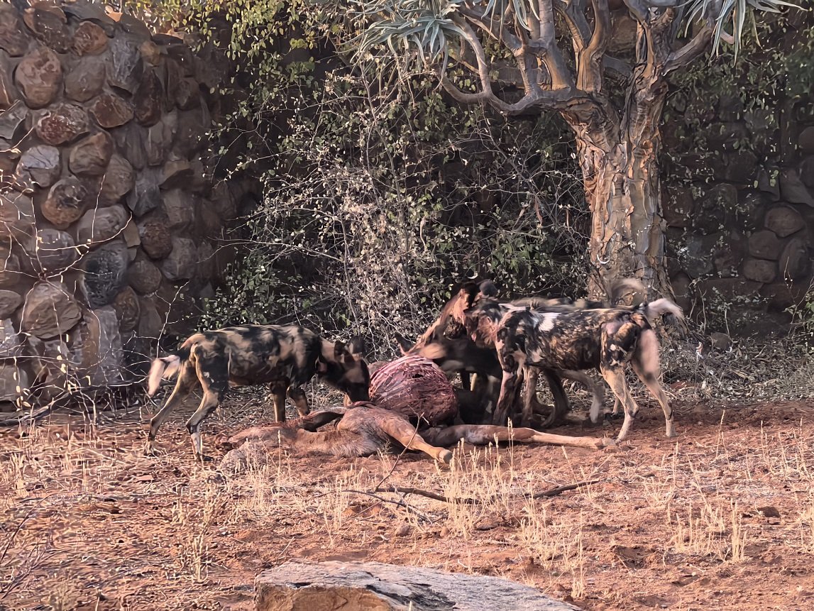 ϷҰر - Tswalu Kalahari Reserve