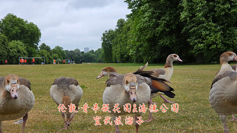 和老妈去英国·伦敦周边夕阳红自由行·三家万豪低价酒店
