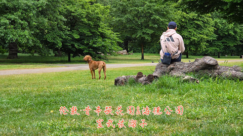 和老妈去英国·伦敦周边夕阳红自由行·三家万豪低价酒店