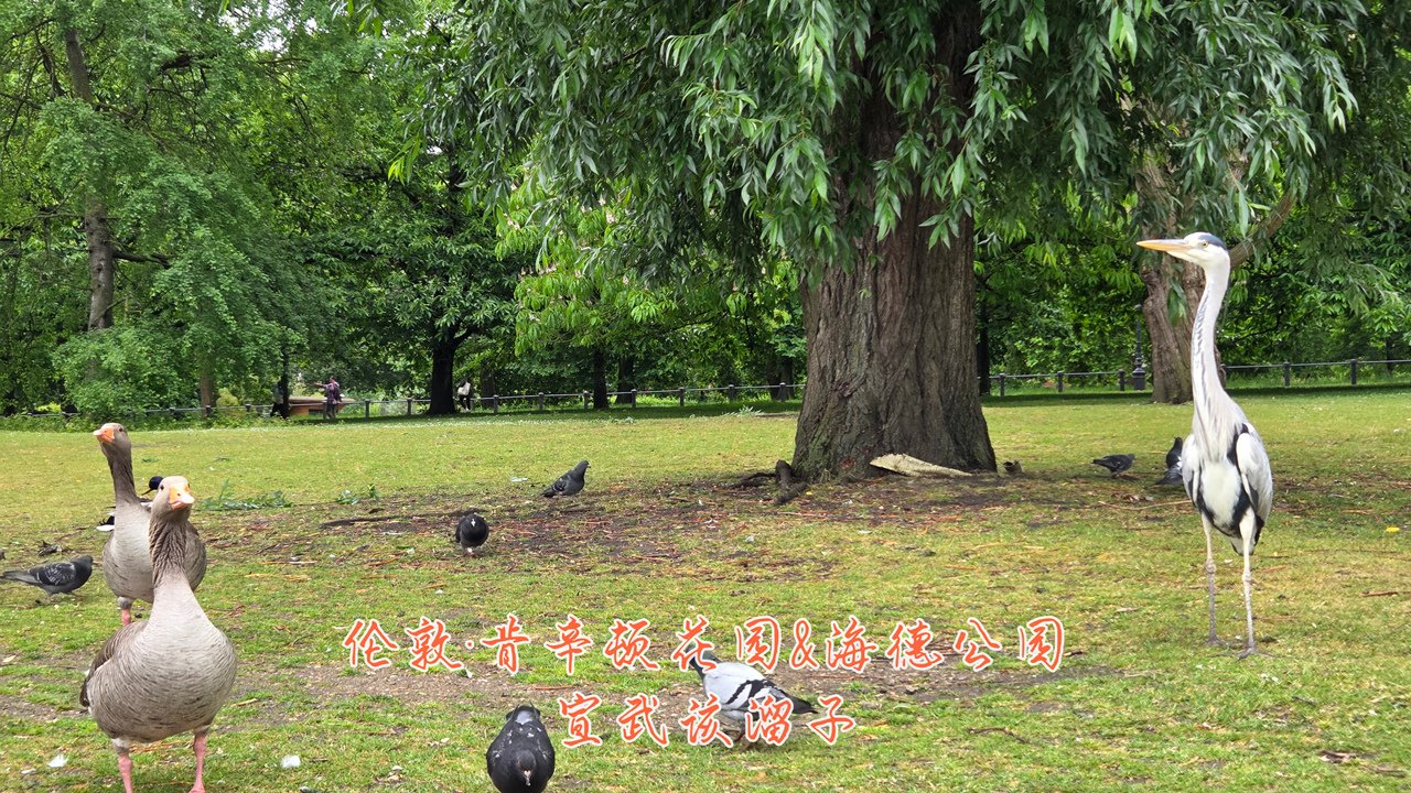 ȥӢ׶ܱϦСͼ۾Ƶ