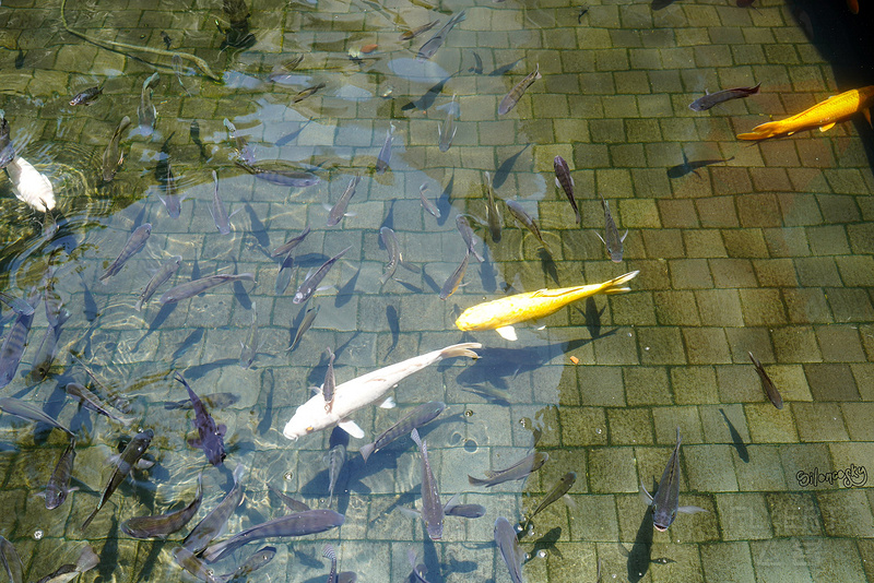 DSC00044.jpg