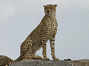  ˹-Addis-̹ɣ <em>Ǻ</em>ET8.