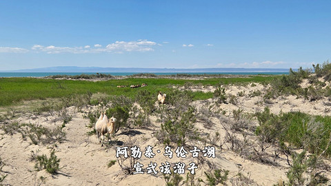 盛夏阿勒泰·走马观花自驾游