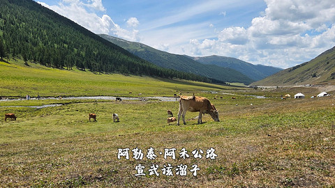 盛夏阿勒泰·走马观花自驾游