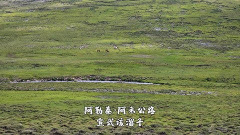 盛夏阿勒泰·走马观花自驾游