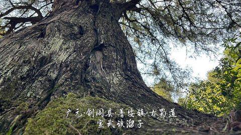 山水广元·四川张家口·媚娘蜀道山