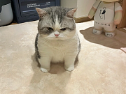 AmexΪˢڵ·<em>ʿ</em>ǷУ