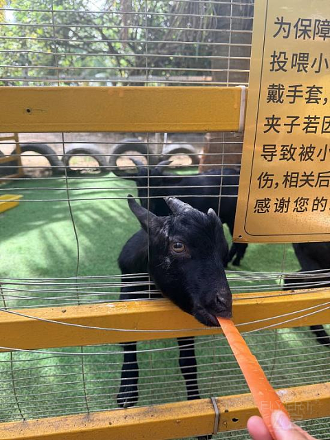 三亚海棠湾喜来登｜法式慵懒度假园林，性价比拉满的酒店